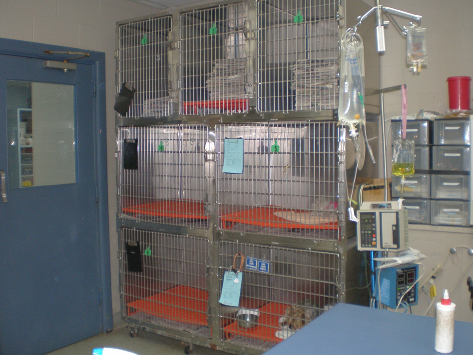 Boarding & Grooming Pinson, AL Veterinarians Animal Clinic